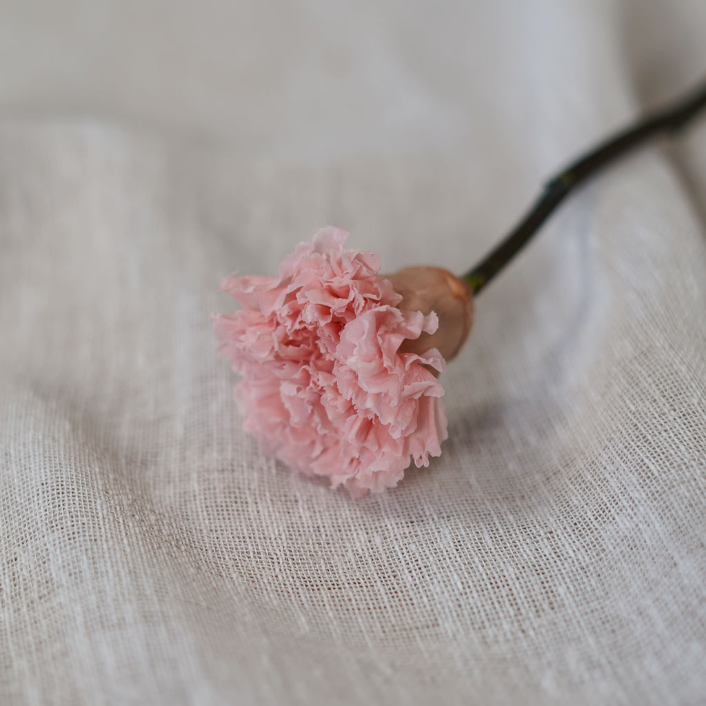 Oeillet Stabilisé Rose Pâle