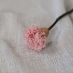 Oeillet Stabilisé Rose Pâle
