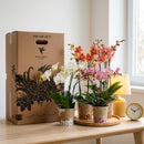 Planta de interior - Caja sorpresa de orquídeas - 4 variedades