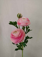 Renoncule Rose Poudré