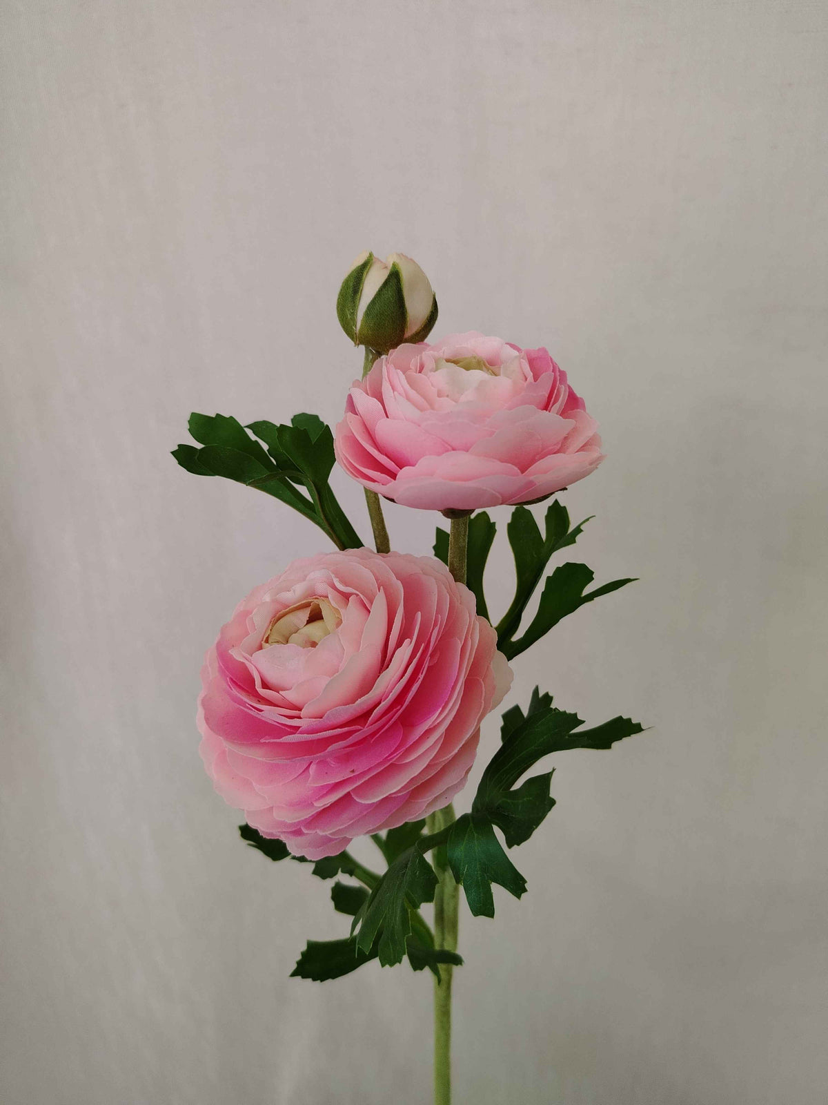 Renoncule Rose Poudré