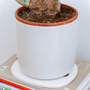 Dessous De Verre - 2 Coloris