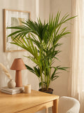 Palmera kentia – Planta de interior