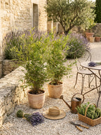 Set Of 2 Fargesia Gansu XL – Outdoor Plant
