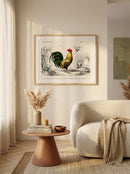 Sciences Naturelles - Coq