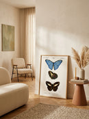 Sciences Naturelles - Papillon Morpho