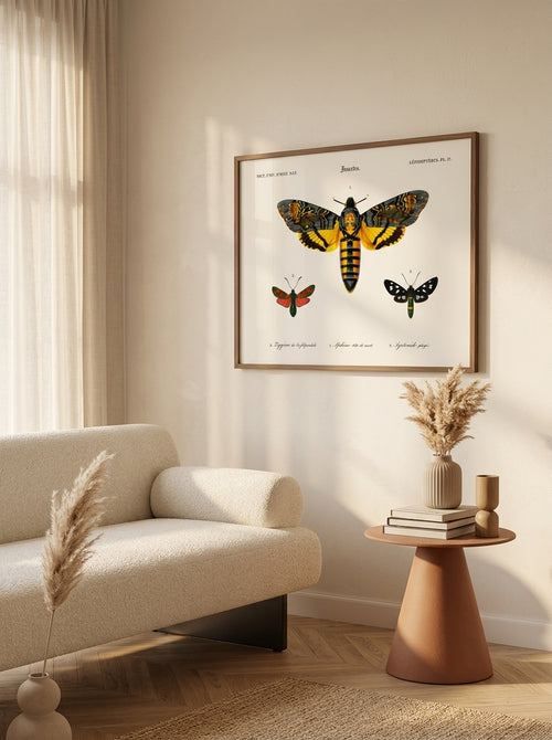 Sciences Naturelles - Papillon Sphinx