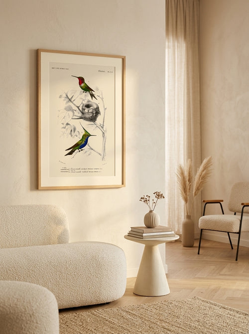 Sciences Naturelles - Oiseau Mouche