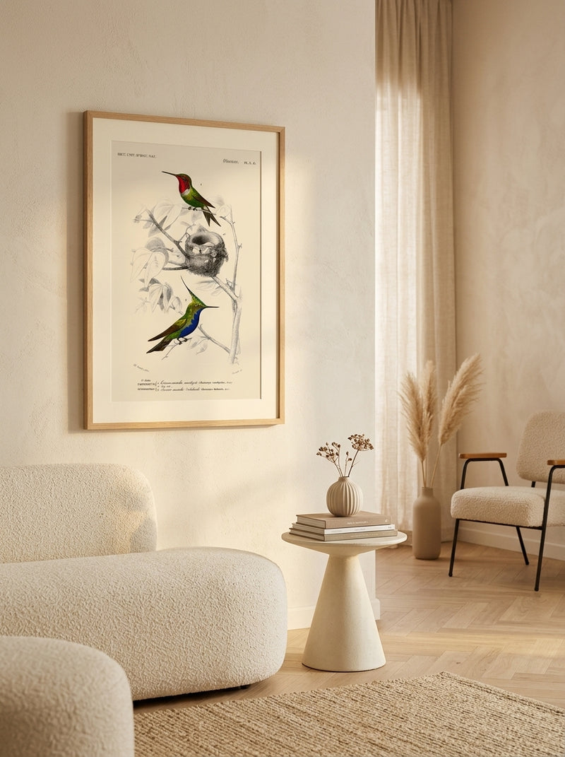 Sciences Naturelles - Oiseau Mouche