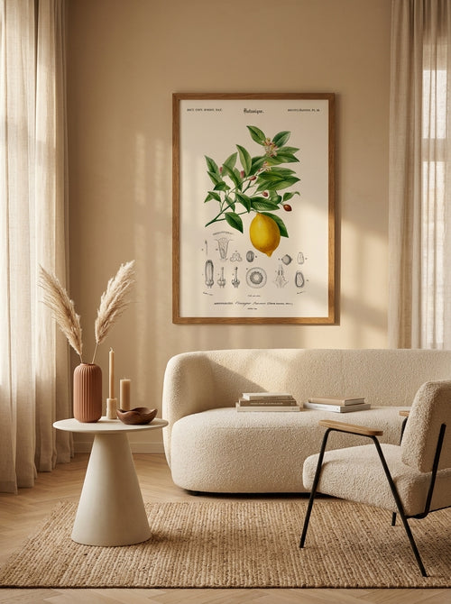 Sciences Naturelles - Limonaire, Citronier