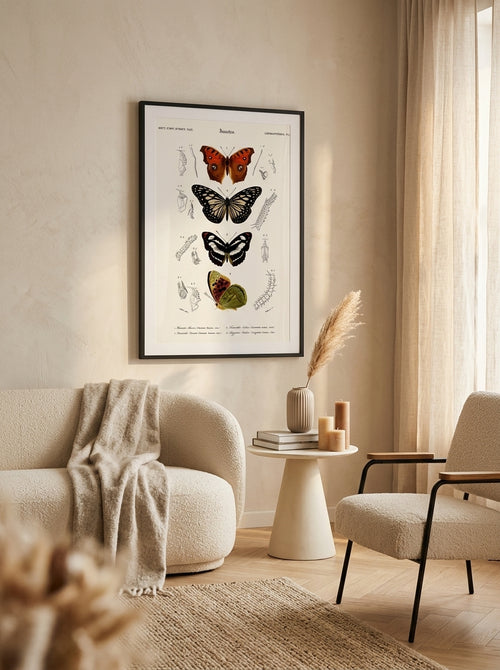 Sciences Naturelles - Papillon Vanesse