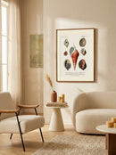 Sciences Naturelles - Mollusques Pl22
