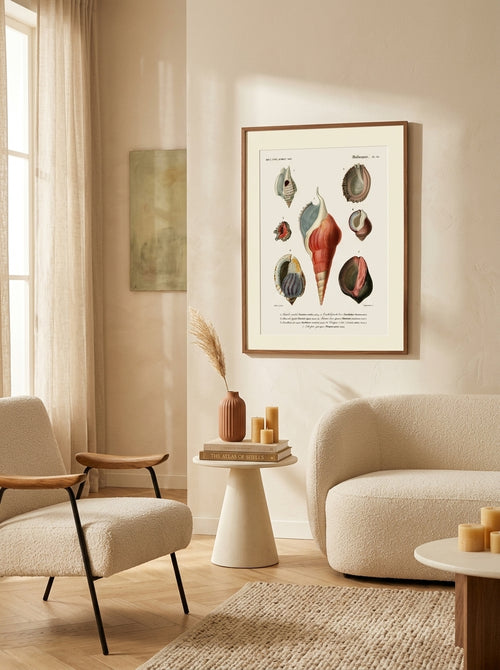 Sciences Naturelles - Mollusques Pl22