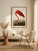 Sciences Naturelles - American Flamingo