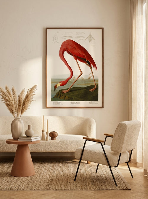 Sciences Naturelles - American Flamingo