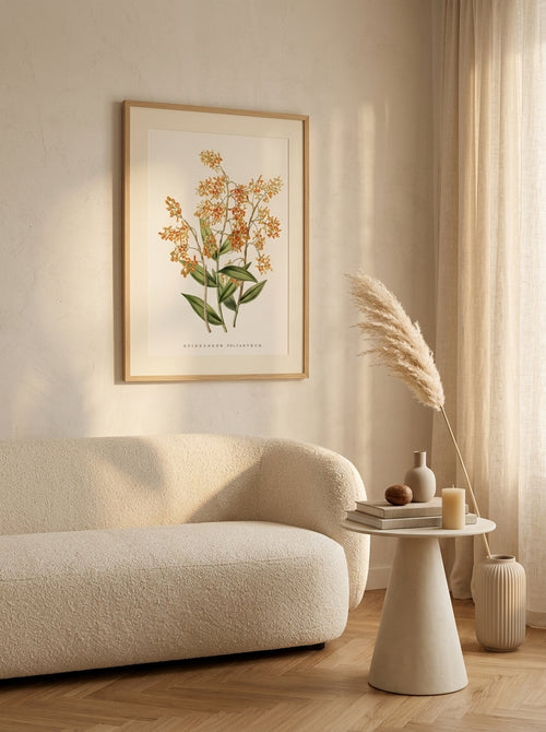 Sciences Naturelles - Orchidée Epidendrum Orange