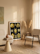 Sciences Naturelles - Echinidea D'Ernst Haeckel