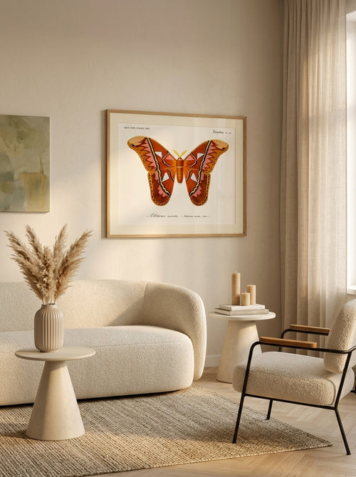 Sciences Naturelles - Papillon Attacus