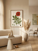 Sciences Naturelles - Coquelicot