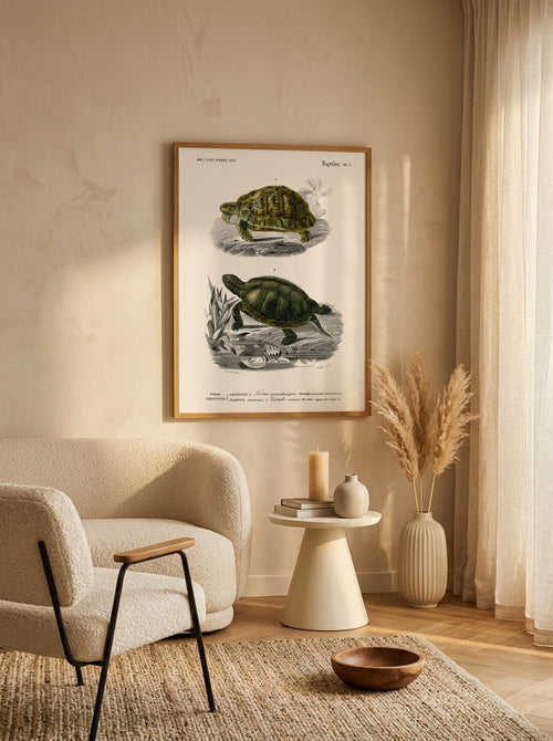 Sciences Naturelles - Tortue
