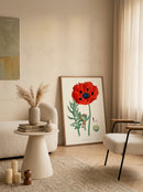 Sciences Naturelles - Papaver Bracteatum (Pavot A? Bracte?es)