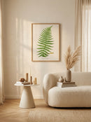 Sciences Naturelles - Asplenium Filix Foemina