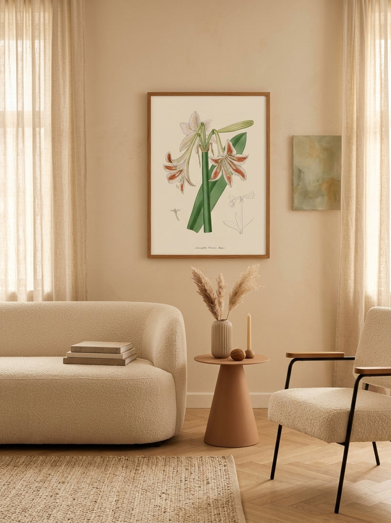 Sciences Naturelles - Amaryllis Vittata Major