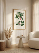 Sciences Naturelles - The Holly Tree,Le Houx