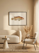 Sciences Naturelles - Perca Maculata