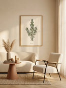 Sciences Naturelles - Rosemary,Romarin