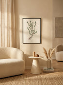 Sciences Naturelles - Thyme,Thym