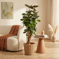 Polyscias Fabian – Houseplant