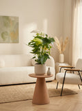 White Anthurium – Indoor Plant