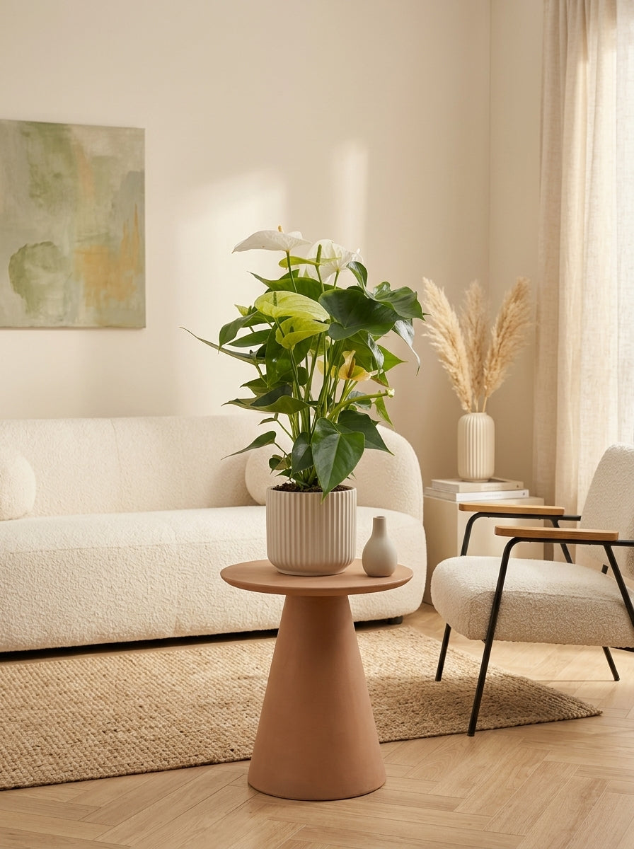White Anthurium – Indoor Plant