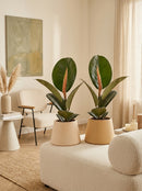 Lot de 2 Ficus Elastica Robusta – Plante d'Intérieur
