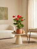 Red Anthurium – Houseplant