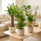 Mix of 3 Tropical Palms – Indoor Plant