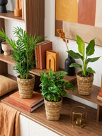 Mélange De 3 Plantes Purificatrices D'Air Avec Paniers – Plante D'Intérieur