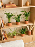 Mix of 5 Air-Purifying Plants – Indoor Plant