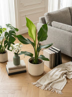 Strelitzia Reginae – Pianta Da Interno