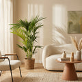 Palmera Kentia con cesta – Planta de interior