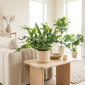 Phlebodium Bleu – Plante D'Intérieur