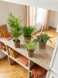 Mélange De 4 Plantes Pet-Friendly Avec Paniers – Plante D'Intérieur