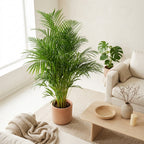 Palmier Areca Xl – Plante D'Intérieur