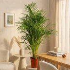 Palmier Areca Xl – Plante D'Intérieur