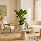 Ficus Lyrata – Planta de interior