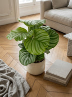 Calathéa Orbifolia – Plante D'Intérieur