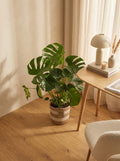 Monstera Deliciosa Con Cesta – Planta De Interior