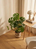 Monstera Deliciosa Con Cesta – Planta De Interior