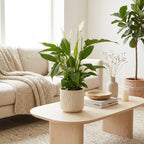 Spathiphyllum Torelli – Indoor Plant